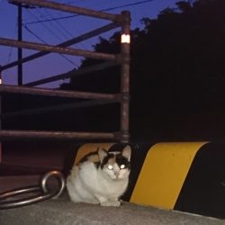 遊漁船 家入 釣果