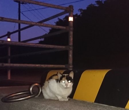 遊漁船 家入 釣果