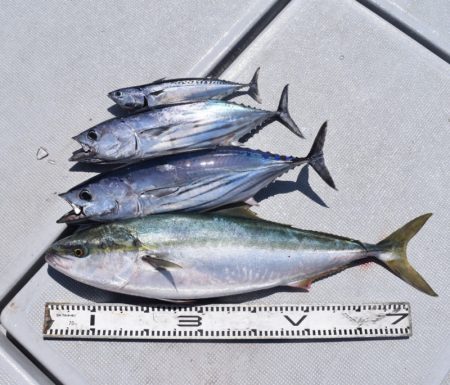 渡船屋たにぐち 釣果