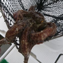 遊漁船 家入 釣果