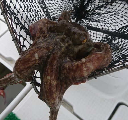 遊漁船 家入 釣果