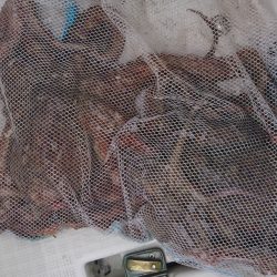 遊漁船 家入 釣果