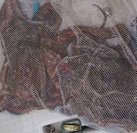 遊漁船 家入 釣果