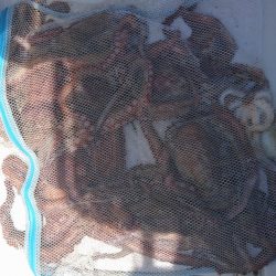 遊漁船 家入 釣果