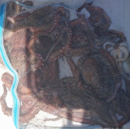 遊漁船 家入 釣果