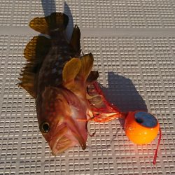 遊漁船 家入 釣果