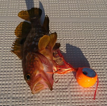 遊漁船 家入 釣果