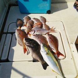 マリンガイド福丸 釣果