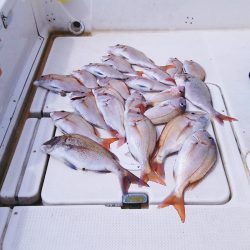 マリンガイド福丸 釣果