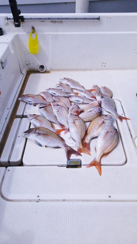 マリンガイド福丸 釣果