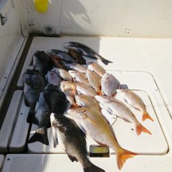 マリンガイド福丸 釣果