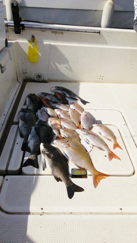 マリンガイド福丸 釣果