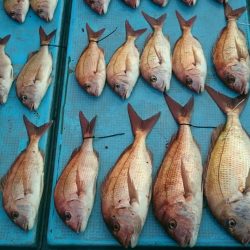 シースナイパー海龍 釣果