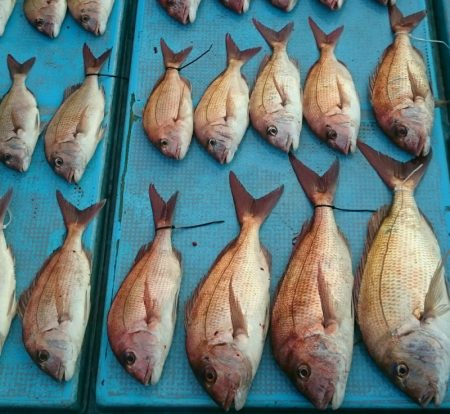 シースナイパー海龍 釣果