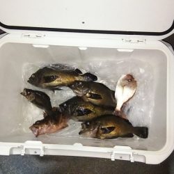 マリンガイド福丸 釣果