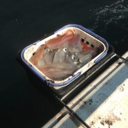 South Current 釣果