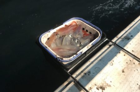 South Current 釣果