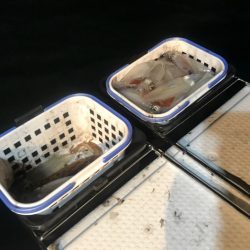 South Current 釣果