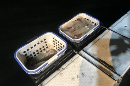 South Current 釣果