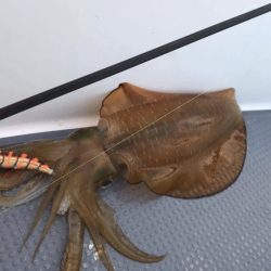 South Current 釣果