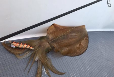 South Current 釣果