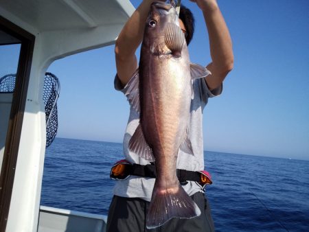 ひな丸 釣果