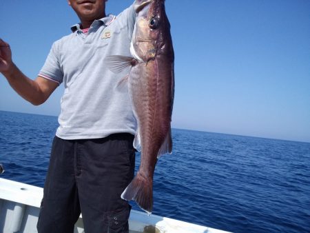 ひな丸 釣果