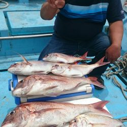 シースナイパー海龍 釣果