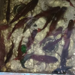 シースナイパー海龍 釣果