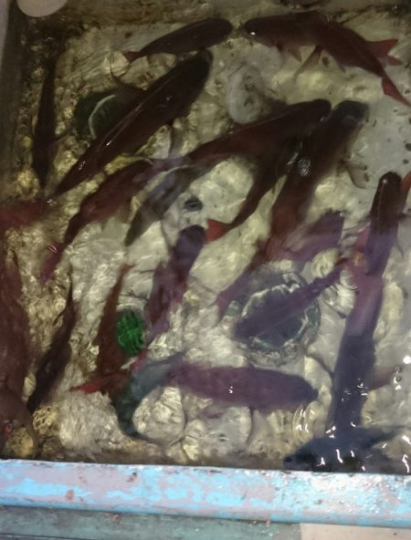 シースナイパー海龍 釣果