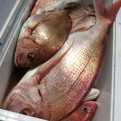 シースナイパー海龍 釣果