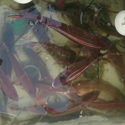 シースナイパー海龍 釣果