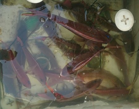 シースナイパー海龍 釣果