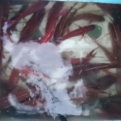 シースナイパー海龍 釣果