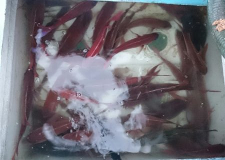 シースナイパー海龍 釣果