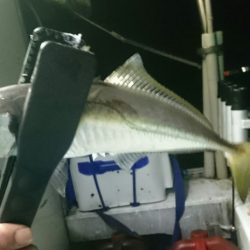 シースナイパー海龍 釣果