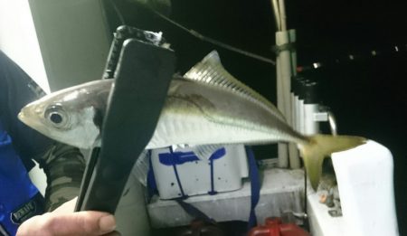 シースナイパー海龍 釣果