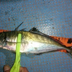 シースナイパー海龍 釣果