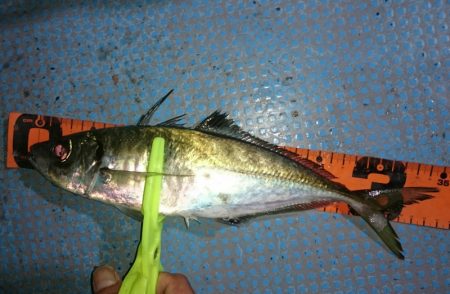 シースナイパー海龍 釣果