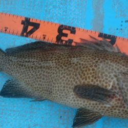 シースナイパー海龍 釣果