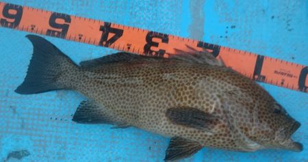 シースナイパー海龍 釣果