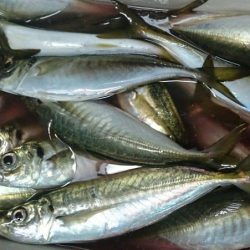 シースナイパー海龍 釣果