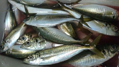 シースナイパー海龍 釣果