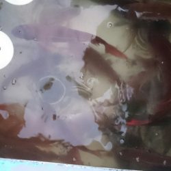 シースナイパー海龍 釣果