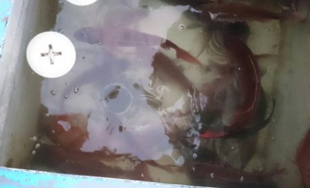 シースナイパー海龍 釣果