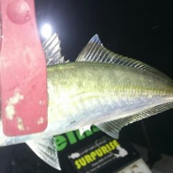 シースナイパー海龍 釣果