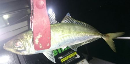 シースナイパー海龍 釣果