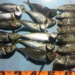 シースナイパー海龍 釣果