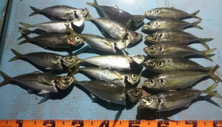 シースナイパー海龍 釣果