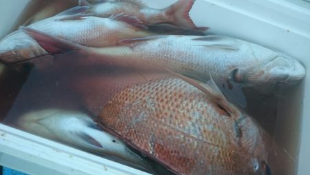 シースナイパー海龍 釣果